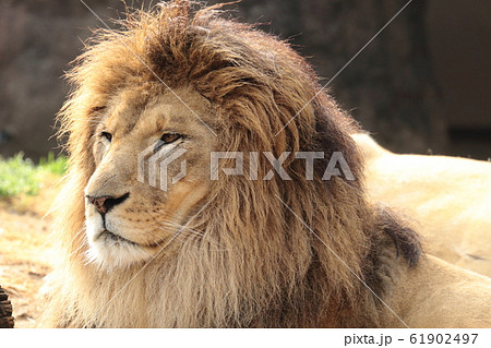 ライオン 横 顔 雄の写真素材