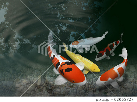 錦鯉 昭和三色 鯉 魚のイラスト素材 - PIXTA