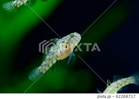 淡水魚 ハゼ 川魚 櫨の写真素材