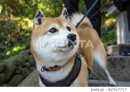 犬 顔 柴犬 正面の写真素材