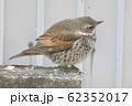 太った鳥のツグミの写真素材 [62351899] - PIXTA