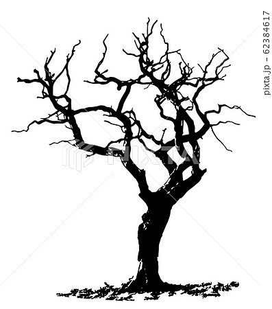 樹木 広葉樹 木 大木のイラスト素材 Pixta