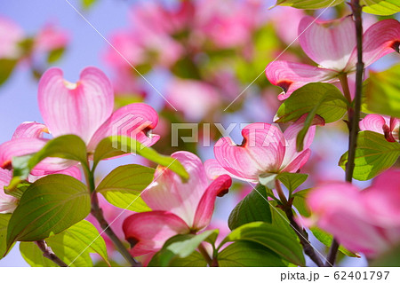 ハナミズキ 綺麗 可愛い 花の写真素材