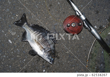 チヌ 魚 カイズの写真素材