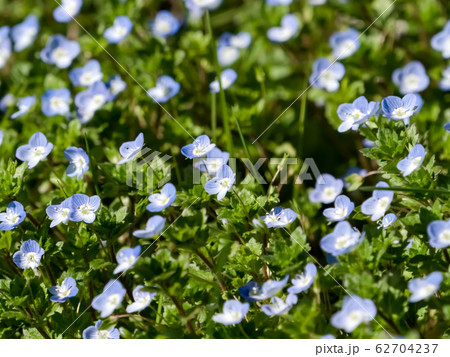 植物 春 野草 花の写真素材