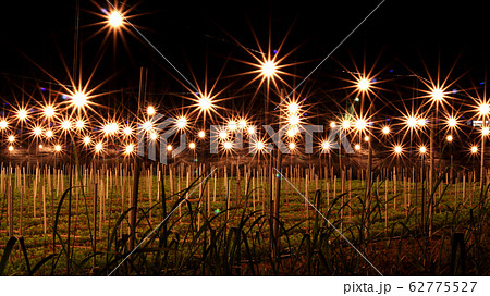 電照菊 電球 沖縄の写真素材