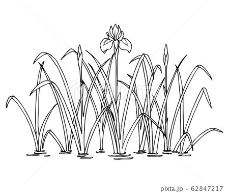 菖蒲 花 ５月 イラストのイラスト素材