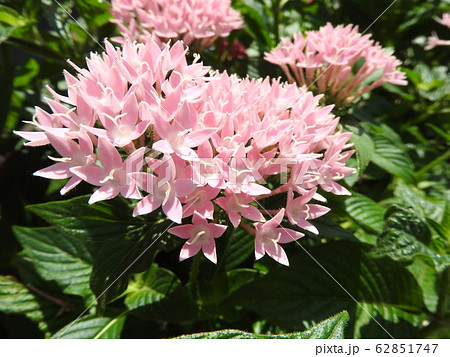 ペンタスの花言葉は願いがかなう 星を思わせる花の姿からついたもの 大切な人への贈り物としてピッタリ の写真素材 ペンタスの花言葉は願いがかなう 星を思わせる花の姿からついたもの 大切な人への贈り物としてピッタリ の写真素材