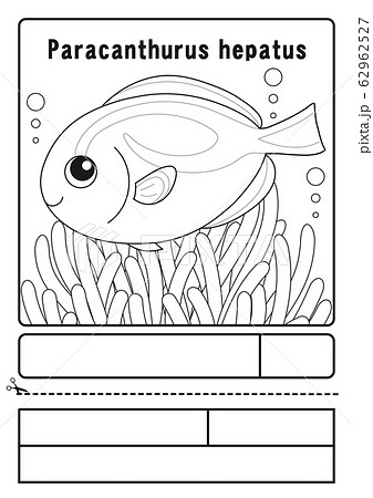 ナンヨウハギ ハギ 熱帯魚 かわいいのイラスト素材