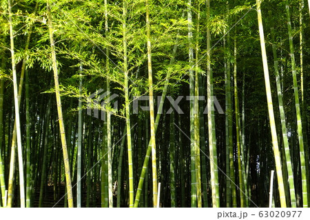 71ページ目 | ちくりんの写真素材 - PIXTA