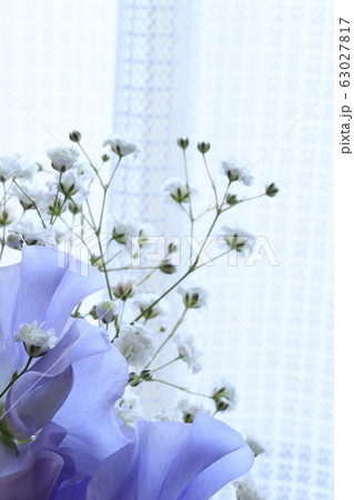 スイトピー 花 かすみ草 フラワーアレンジメントの写真素材
