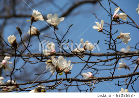 こぶし 北こぶし 花 モクレンの写真素材