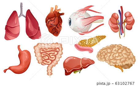 膵臓のイラスト素材