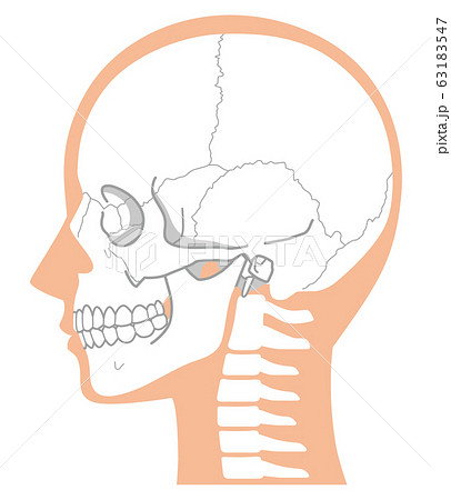 頭蓋骨 骨 頭 解剖図のイラスト素材