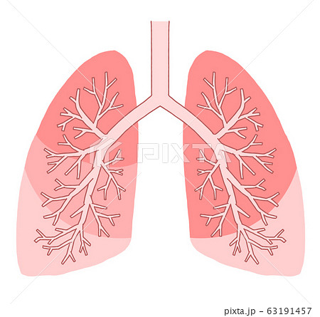 中葉 構造 肺の写真素材