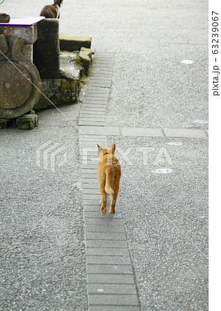 動物 猫 歩く 後ろ姿の写真素材
