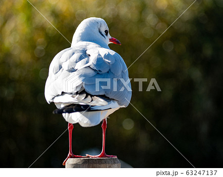 鳥 カモメ 後姿 一羽の写真素材