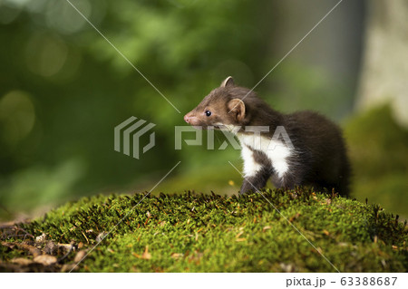 テンの写真素材