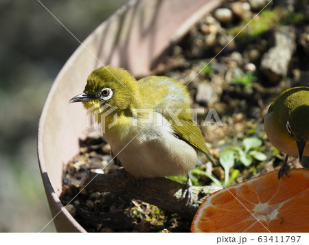 毛が逆立つ 逆立つ 怒りの写真素材