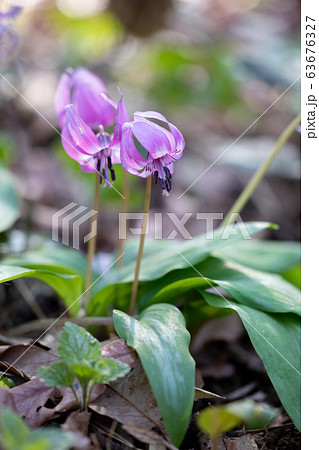 カタクリの花の写真素材