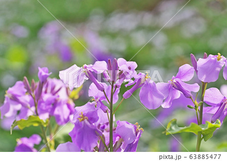 紫大根の花の写真素材