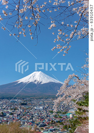 富士山 春 桜 ソメイヨシノの写真素材