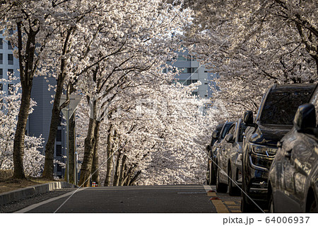 街路樹 花の写真素材