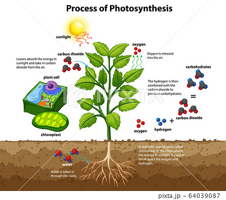 光合成のイラスト素材