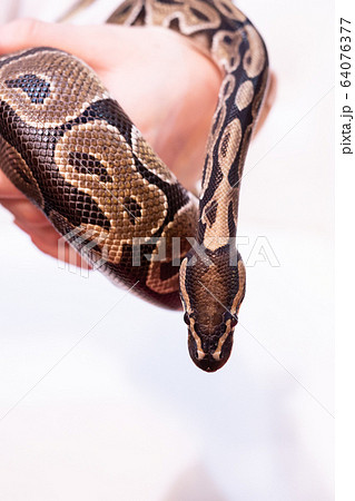 蛇 カッコいいの写真素材 Pixta