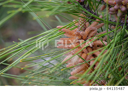 松花粉の写真素材