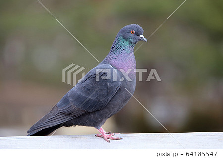 ハト 鳩 の写真素材集 ピクスタ