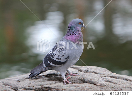 ハト 鳩 の写真素材集 ピクスタ