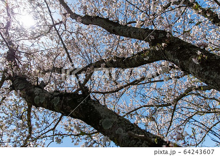 桜の幹 白い幹 美しい桜 ソメイヨシノの写真素材