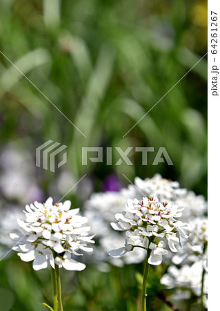 ナズナ なずな かわいい 白色 花の写真素材