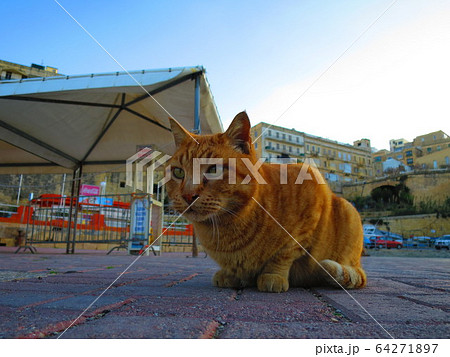 猫 マルタ共和国 ヨーロッパ 町並みの写真素材