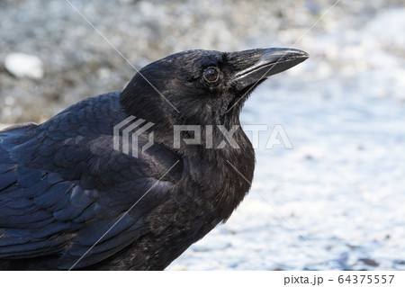 鳥 カラス 黒 からすの写真素材