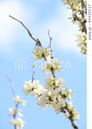 白蘇芳の花 木 すおうの写真素材