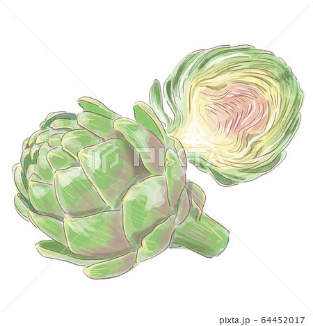アーティーチョークのイラスト素材 - PIXTA