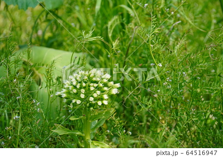 ふきのとう 緑の葉 白い花の写真素材