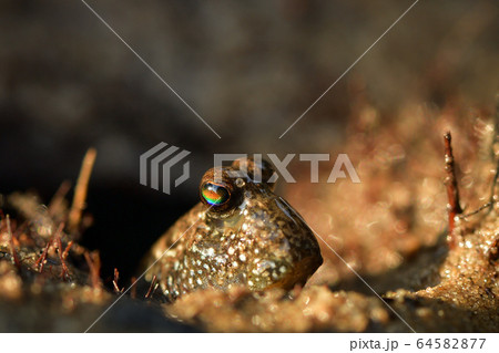 とんとんみーの写真素材 - PIXTA