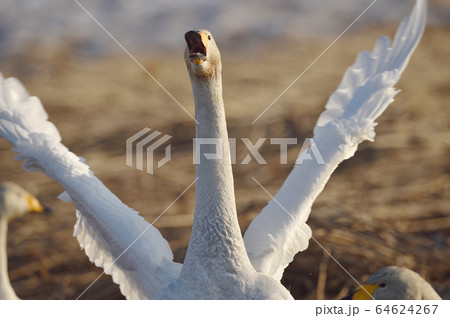 オオハクチョウ 正面 ハクチョウ 鳥の写真素材