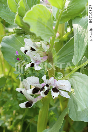 大豆の花の写真素材