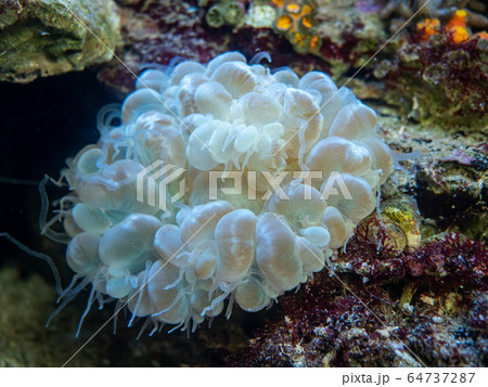 ミズタマサンゴの写真素材