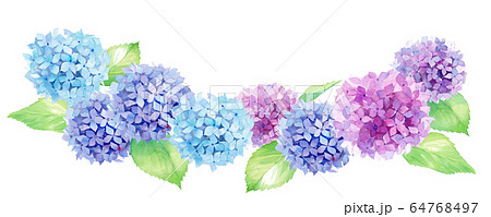 花 紫陽花 イラスト 水彩のイラスト素材