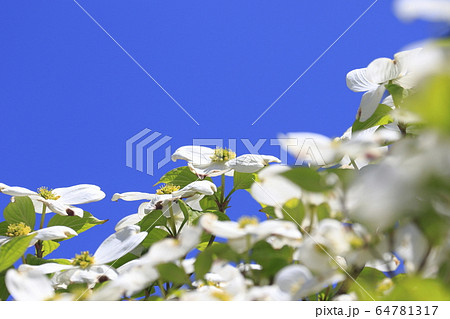 ハナミズキ 白 花 はなみずきの写真素材