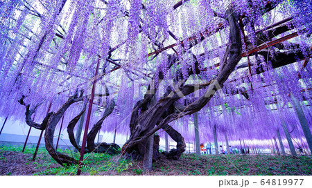 藤の大木 写真素材 [ 5727880 ] - フォトライブラリー photolibrary