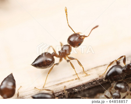 働きアリの写真素材