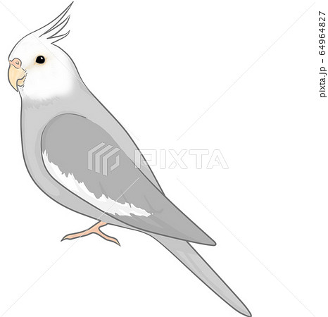オカメインコのイラスト素材
