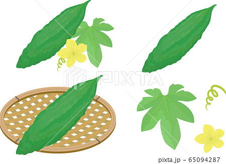 苦瓜 ゴーヤ 花 野菜のイラスト素材