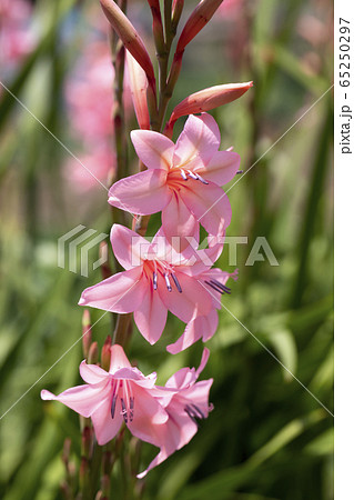 イキシア 花の写真素材